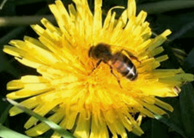 Honey bee on dandelion