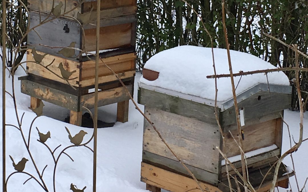 What do honey bees do in the winter?