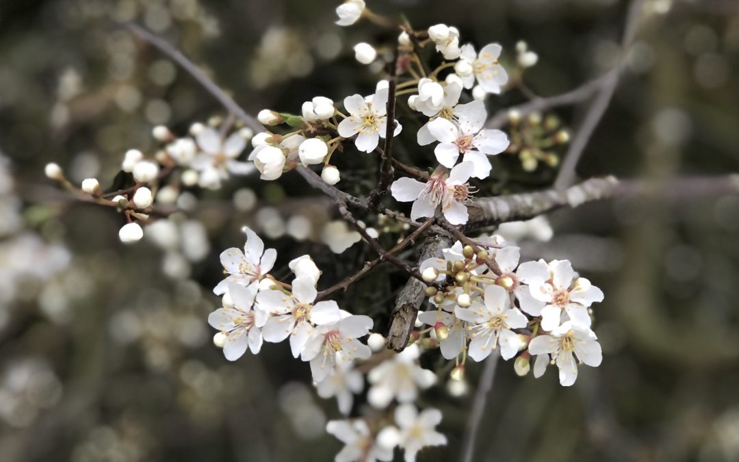 Make your garden irresistible to bees