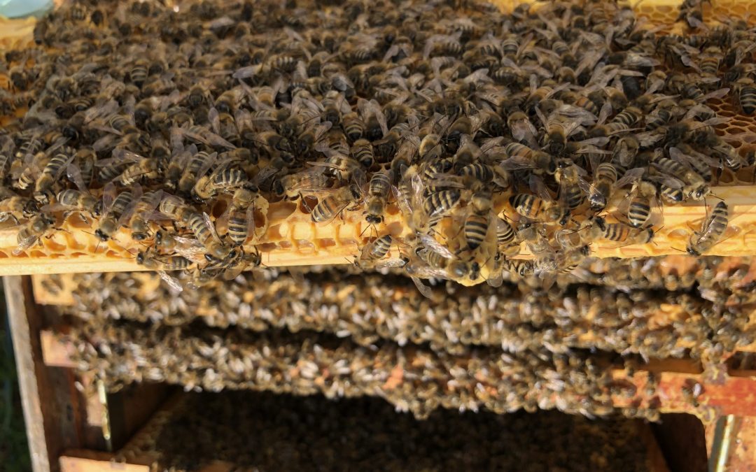 Why do bees swarm?