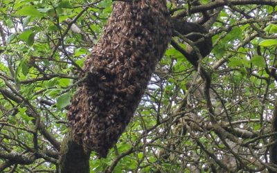 Why do bees swarm?
