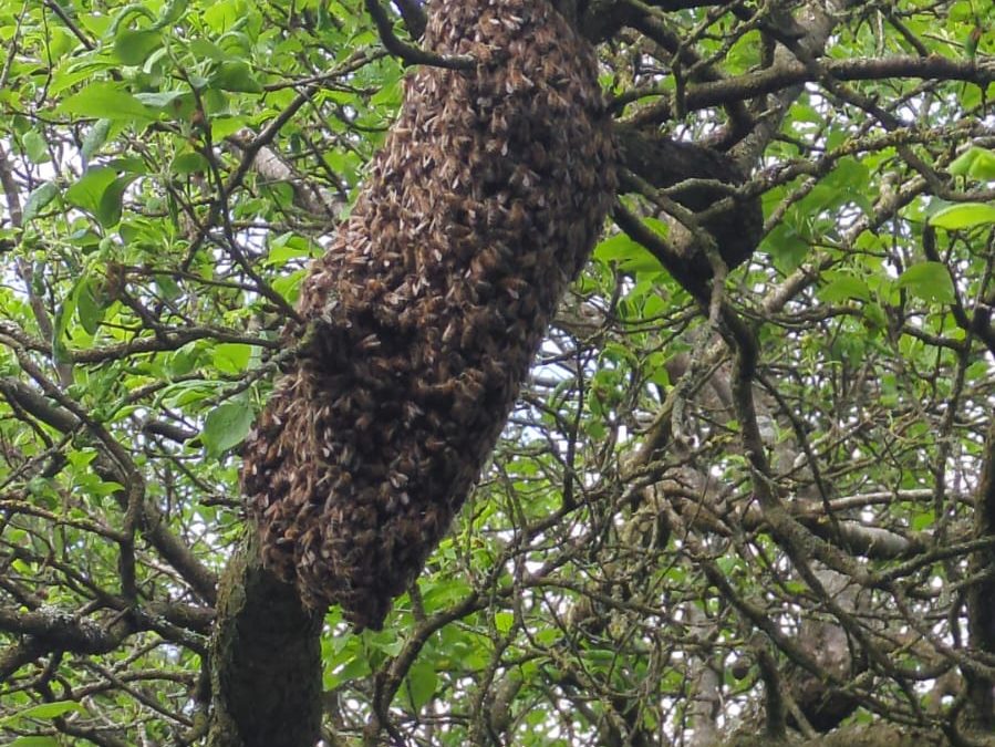 Why do bees swarm?